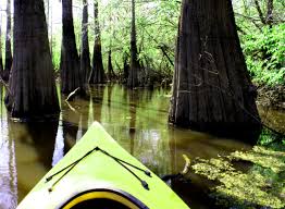 Visit the Big Thicket, Village Creek TX, bird watching Texas,