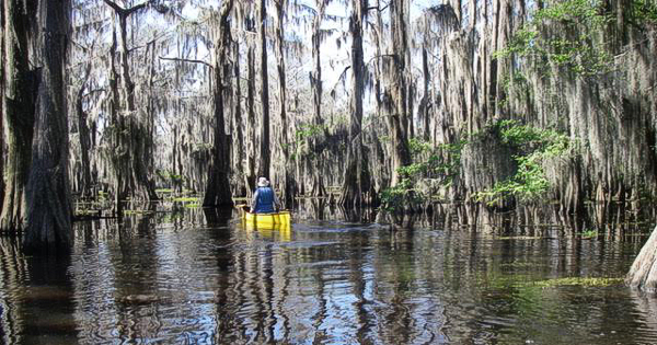 Village Creek Hiking, Bird Watching Big Thicket, East Texas Canoe Trails,