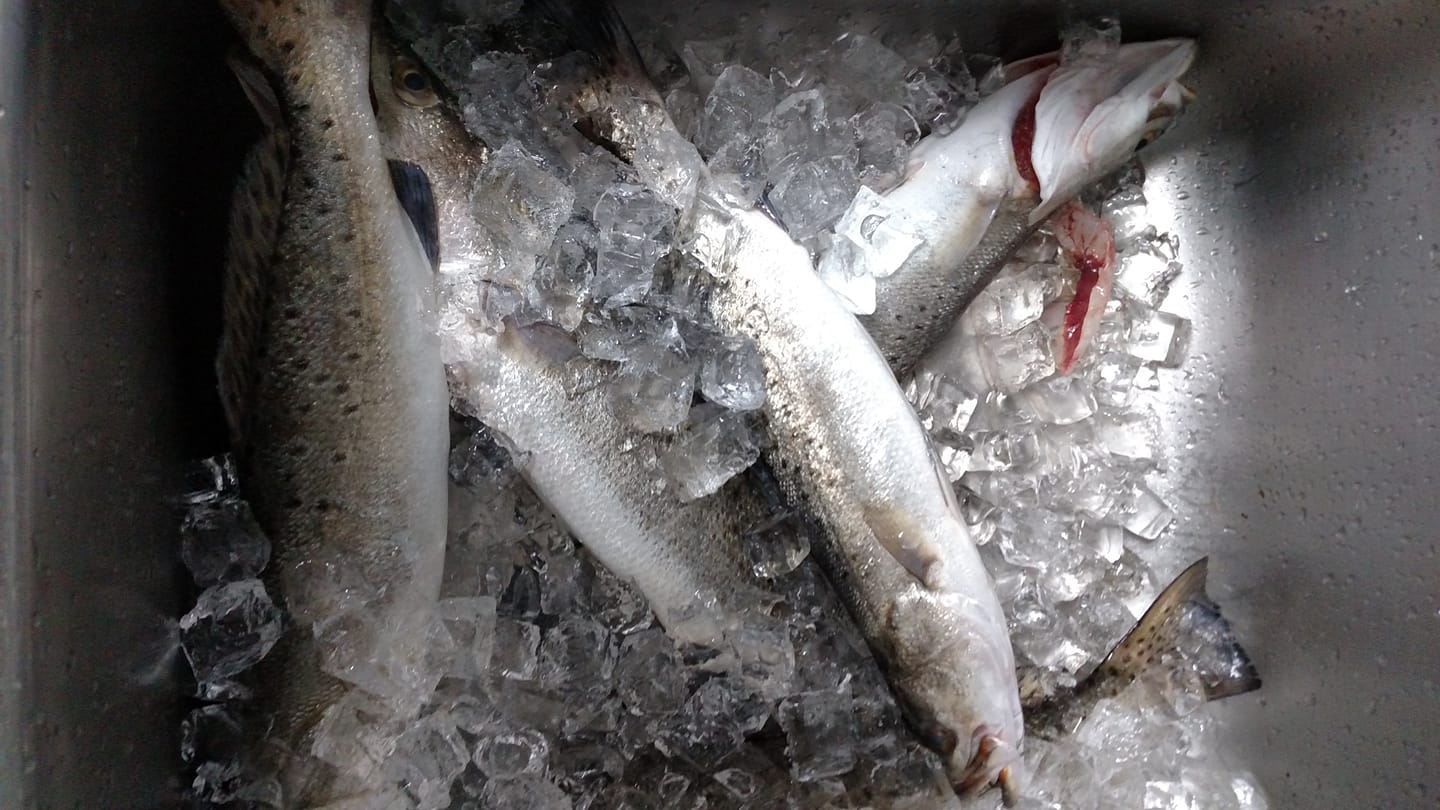 speckled trout, cooking speckled trout, cooking with kids, Southeast Texas Family Magazine,