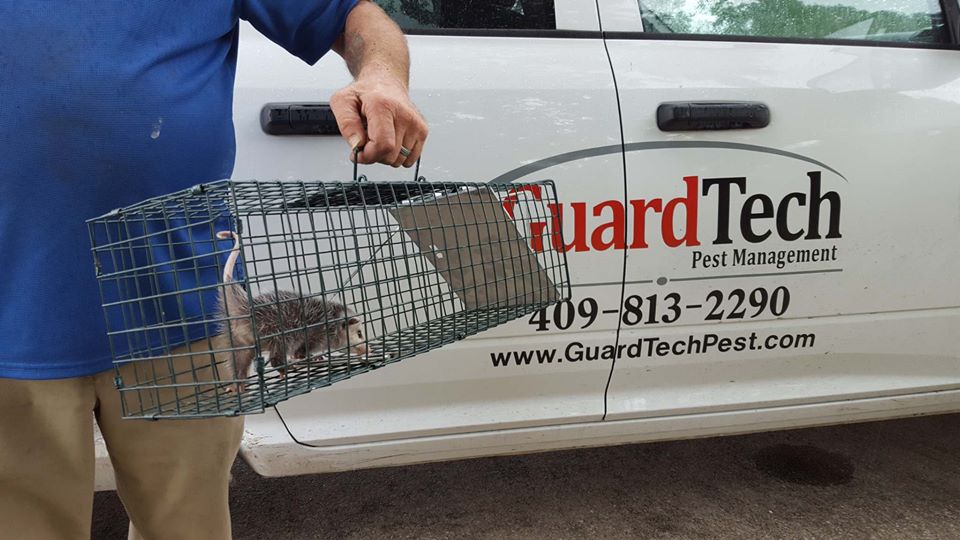 Golden Triangle Pest Control Services from GuardTech SETX Family