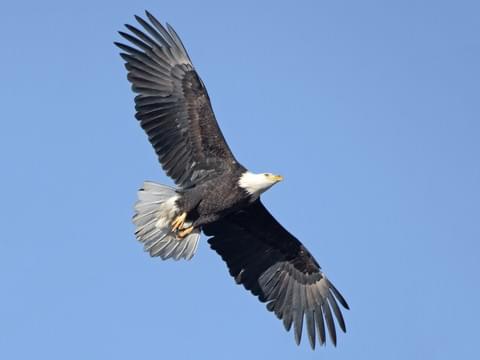 bird watching SETX, ornithology Southeast Texas, bald eagles Big Thicket, activities East Texas, calendar Southeast Texas