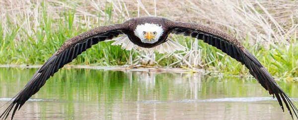 bird watching SETX, ornithology Southeast Texas, bald eagles Big Thicket, activities East Texas, calendar Southeast Texas