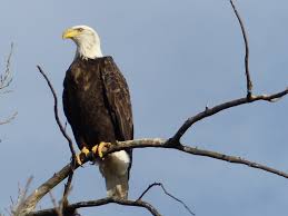 bird watching SETX, ornithology Southeast Texas, bald eagles Big Thicket, activities East Texas, calendar Southeast Texas