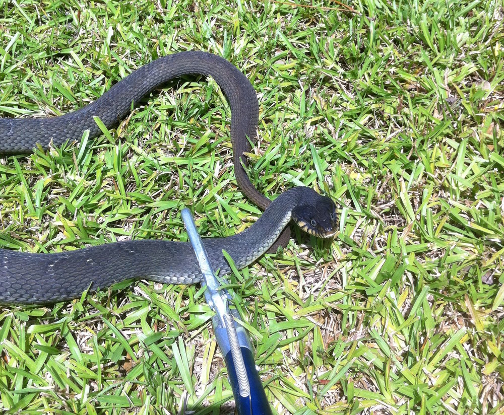 snake removal Beaumont, pest control Port Arthur, pest control Vidor, pest removal Lumberton TX,