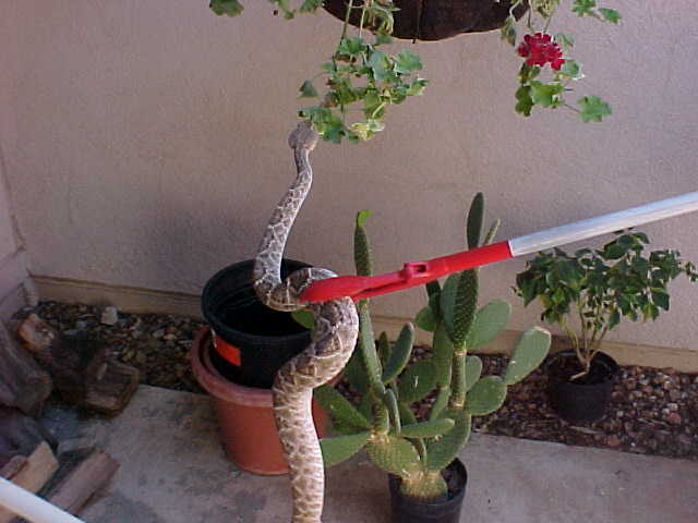 snake removal Beaumont, pest control Port Arthur, pest control Vidor, pest removal Lumberton TX,