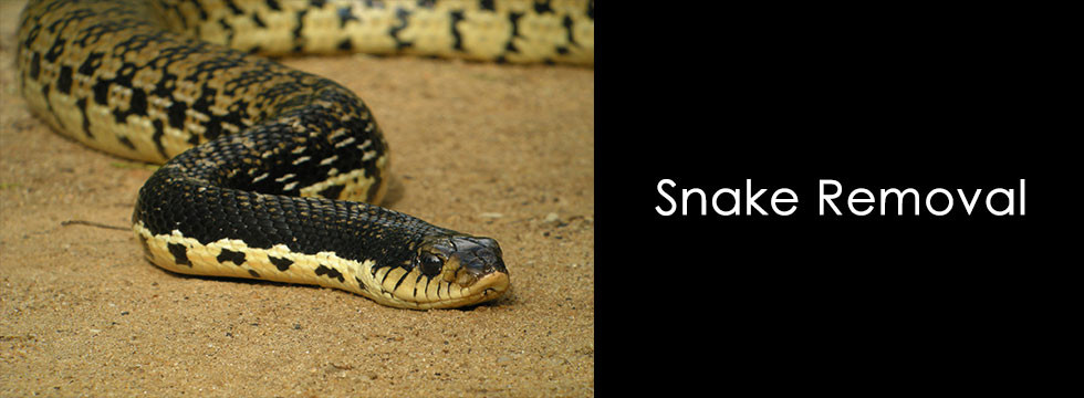 snake removal Beaumont, pest control Port Arthur, pest control Vidor, pest removal Lumberton TX,