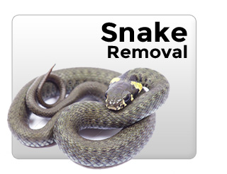 snake removal Beaumont, pest control Port Arthur, pest control Vidor, pest removal Lumberton TX,