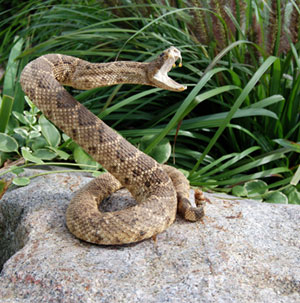 snake removal Beaumont, pest control Port Arthur, pest control Vidor, pest removal Lumberton TX,