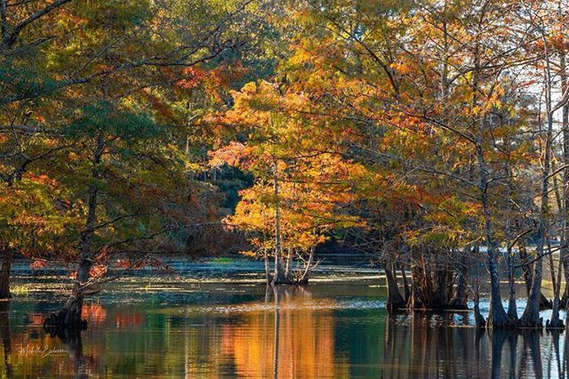 road trip East Texas, Big Thicket canoeing, hiking Dam B, visiting Woodville, to do Jasper TX, alligators Texas,