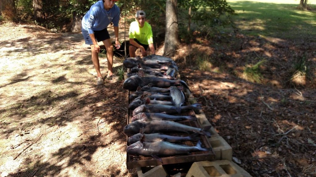cooking catfish, catching catfish, hunting and fishing with kids, limb lines for catfish, jug lines,