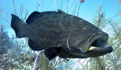 grouper fishing Galveston, fishing guide Rock Port, Golden Triangle fishing,