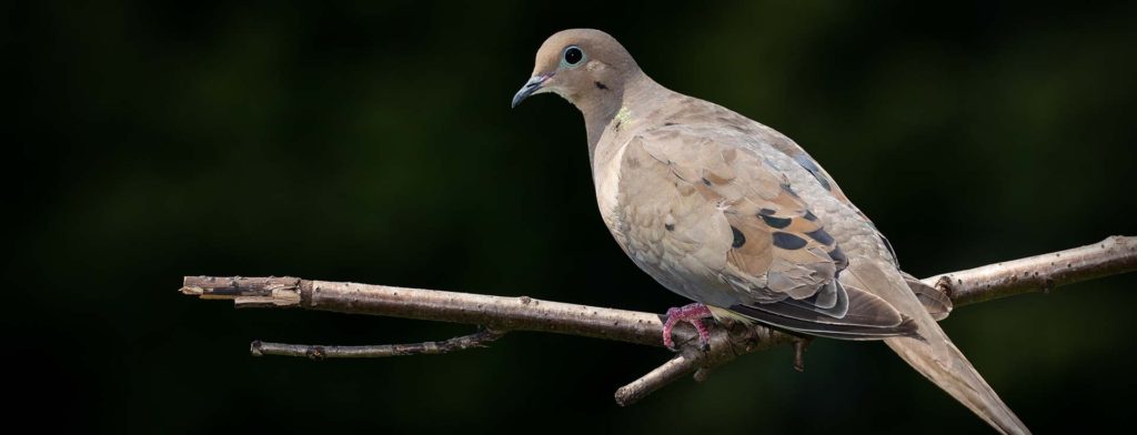 hunting with children TX, camping with kids SETX, Golden Triangle family activities, East Texas dove hunting,