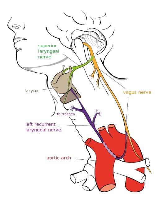 vagus nerve exercises, vagus nerve therapy, occupational therapist Beaumont TX, natural health Southeast Texas, Golden Triangle OT clinic,