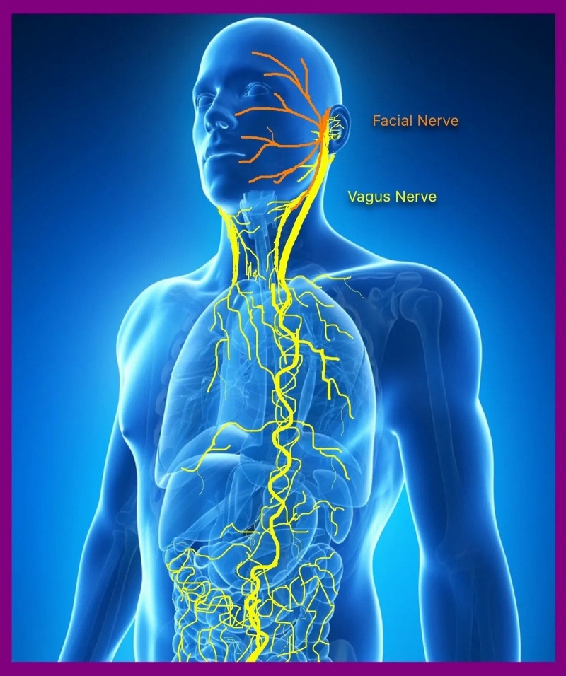vagus nerve exercises, vagus nerve therapy, occupational therapist Beaumont TX, natural health Southeast Texas, Golden Triangle OT clinic,